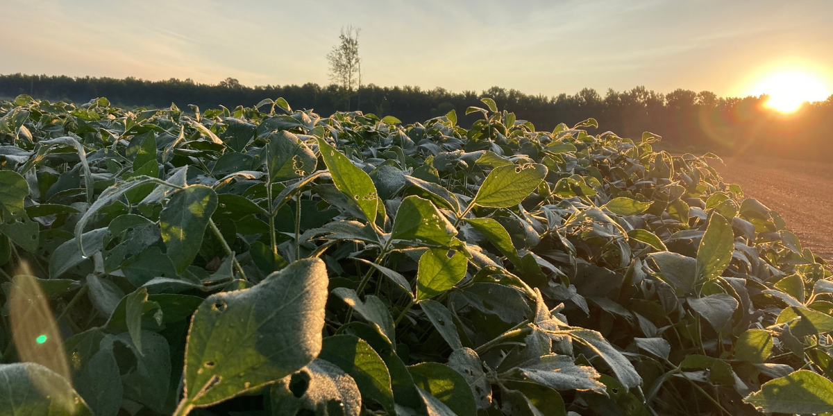 Environmental Sustainability at Scale