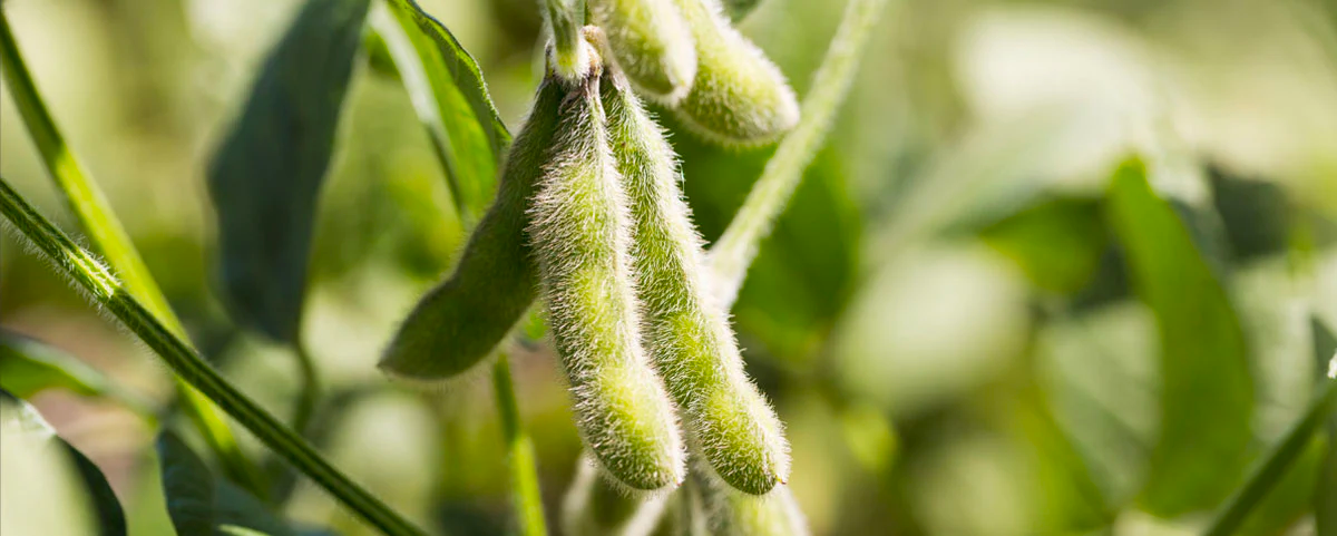 Fuzzy soybean